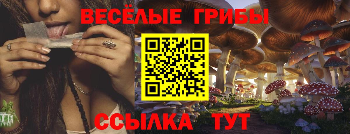 Псилоцибиновые грибы Psilocybine cubensis Казань